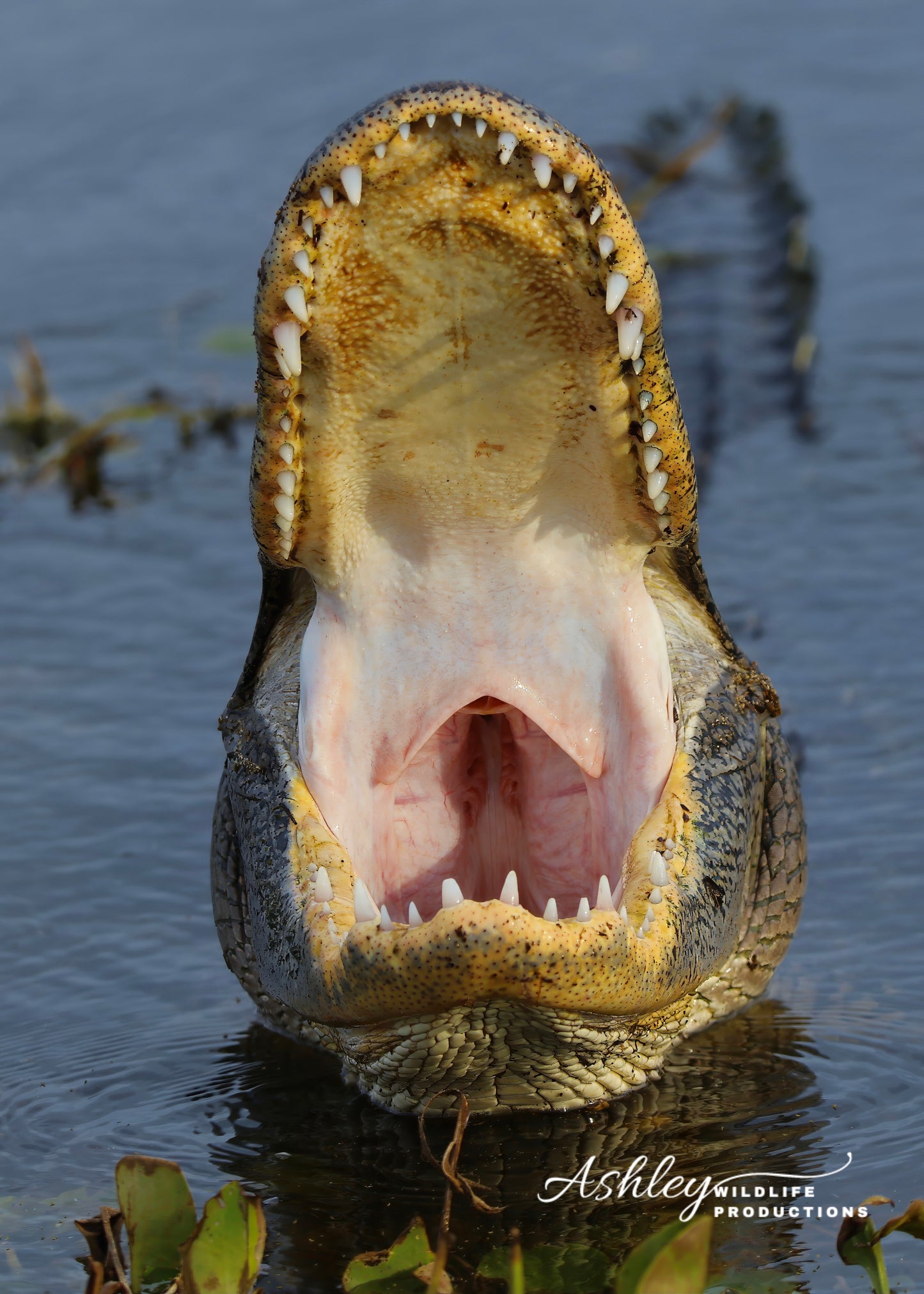 Open Wide!