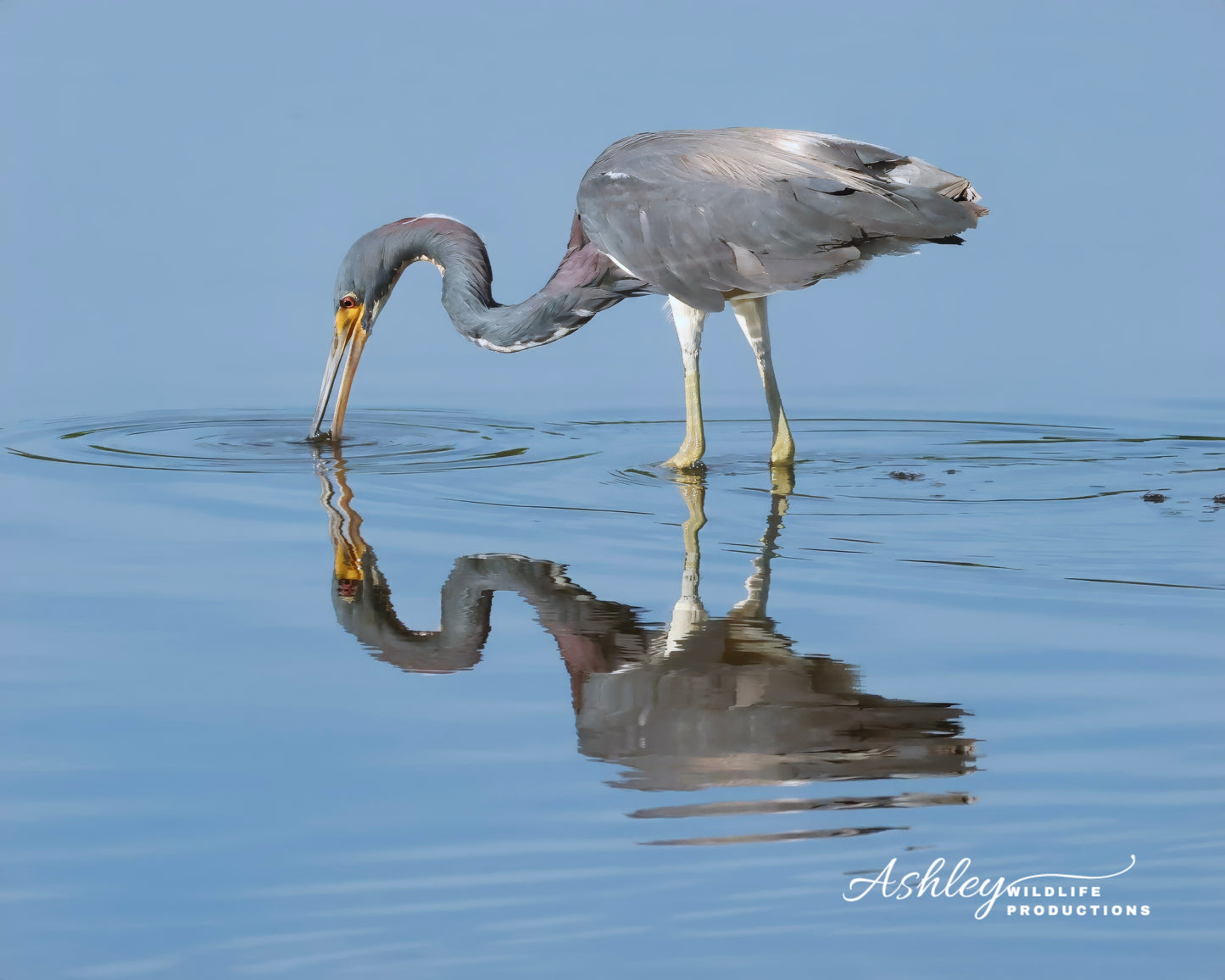 Drinking in the Reflection