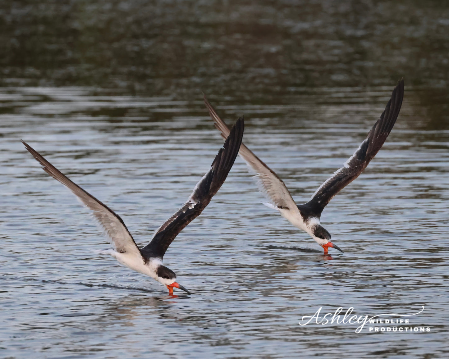 Skimming Duo