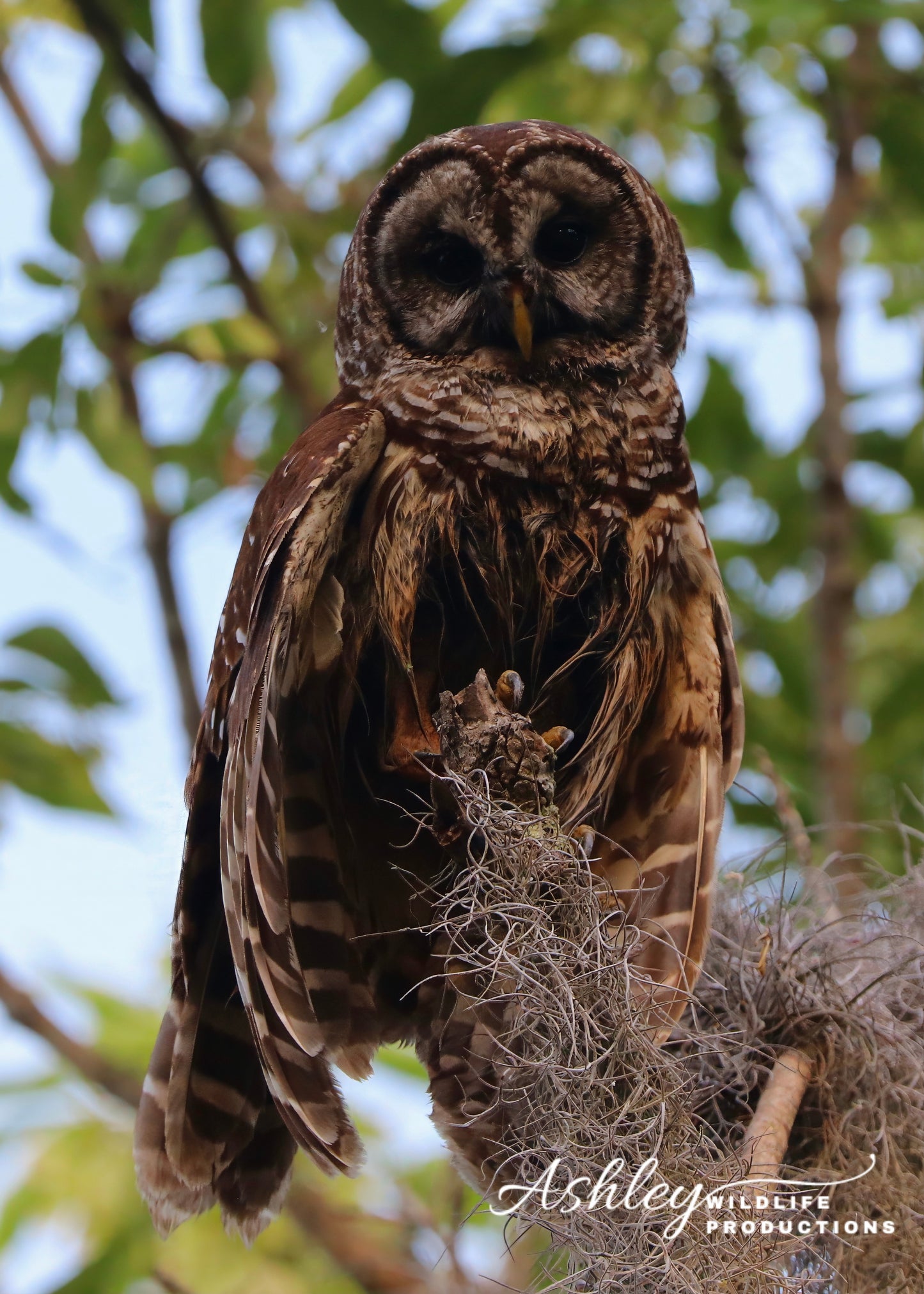 Owl Be There For You