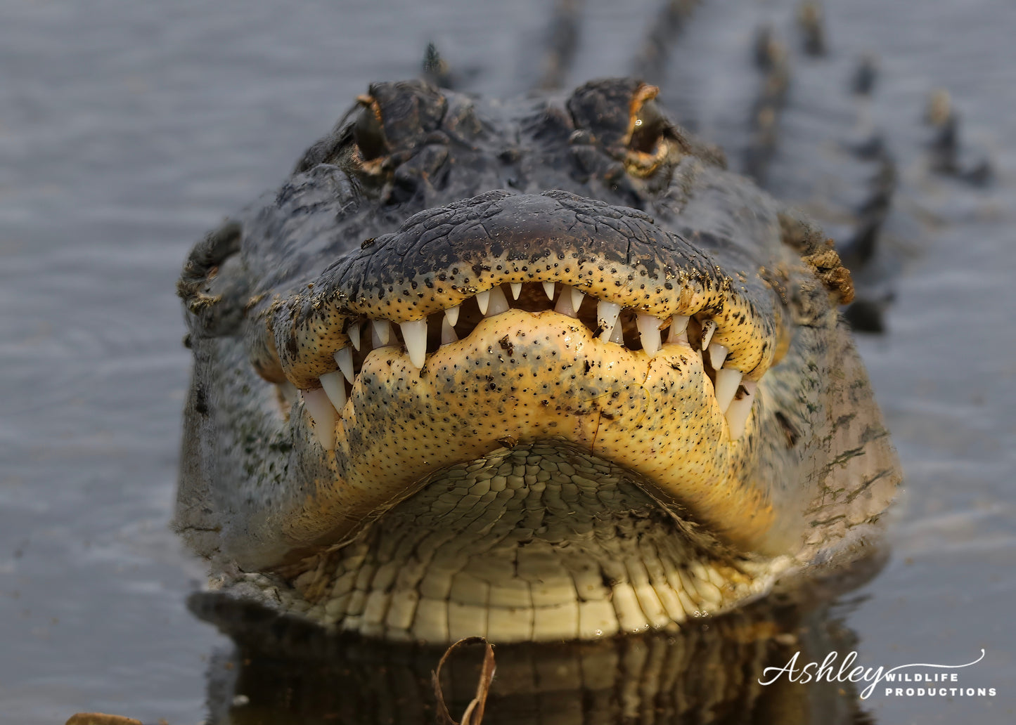 Say Cheese