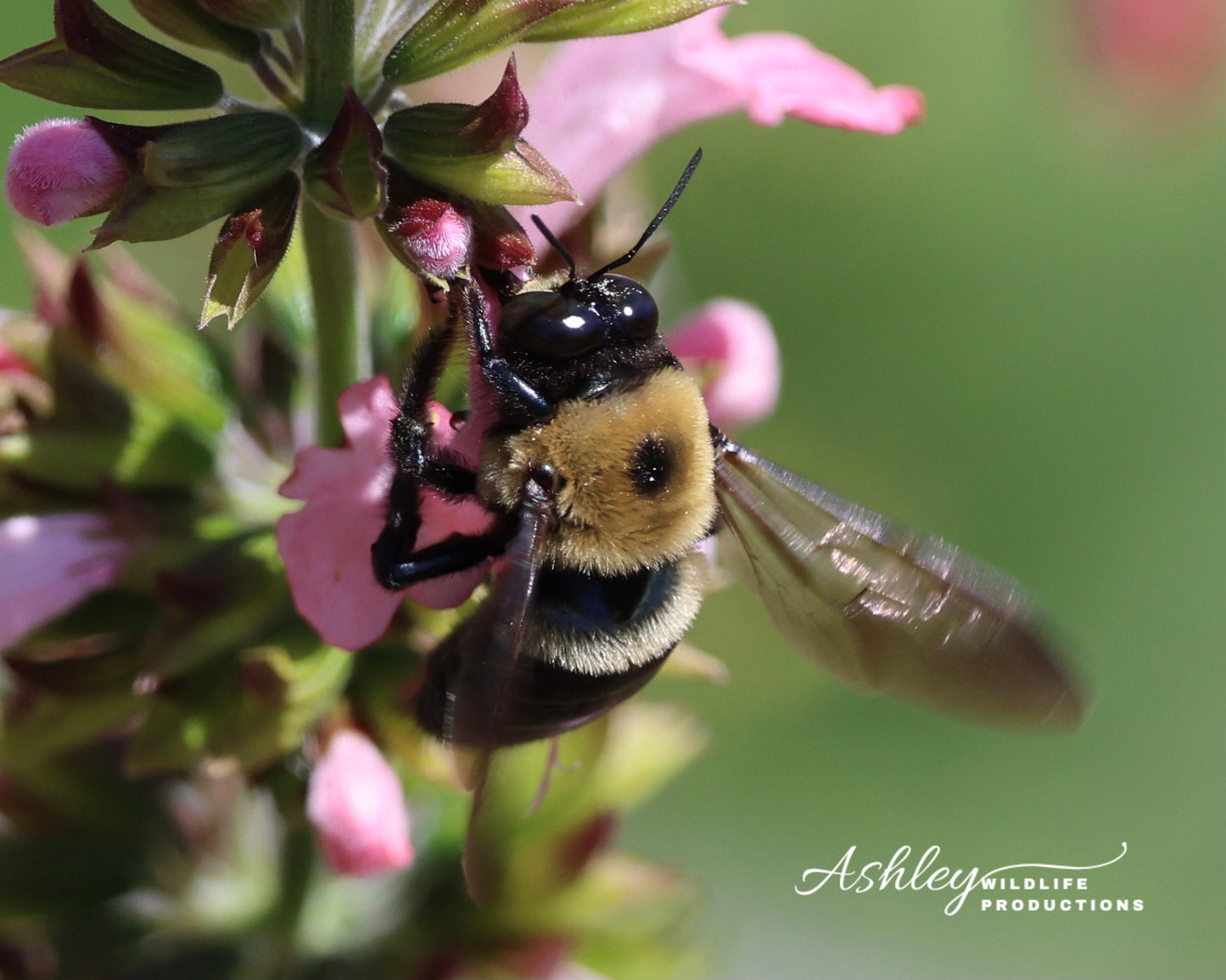 Will You BEE My Friend?