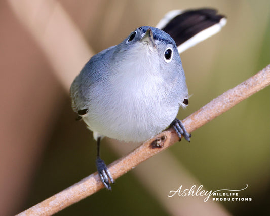 You Lookin' at Me?