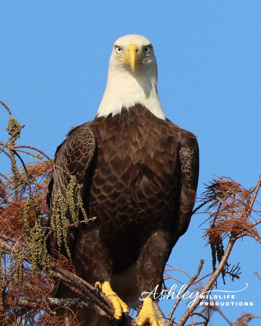 Sam the Eagle