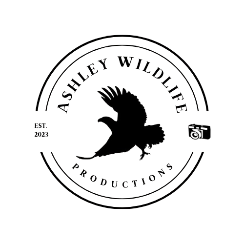 Ashley Wildlife Productions Store