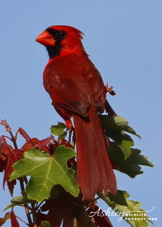 Cheeky Cardinal