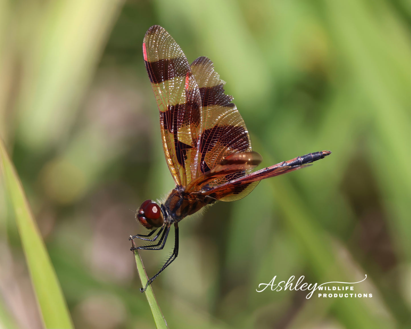 Dragonfly Glow