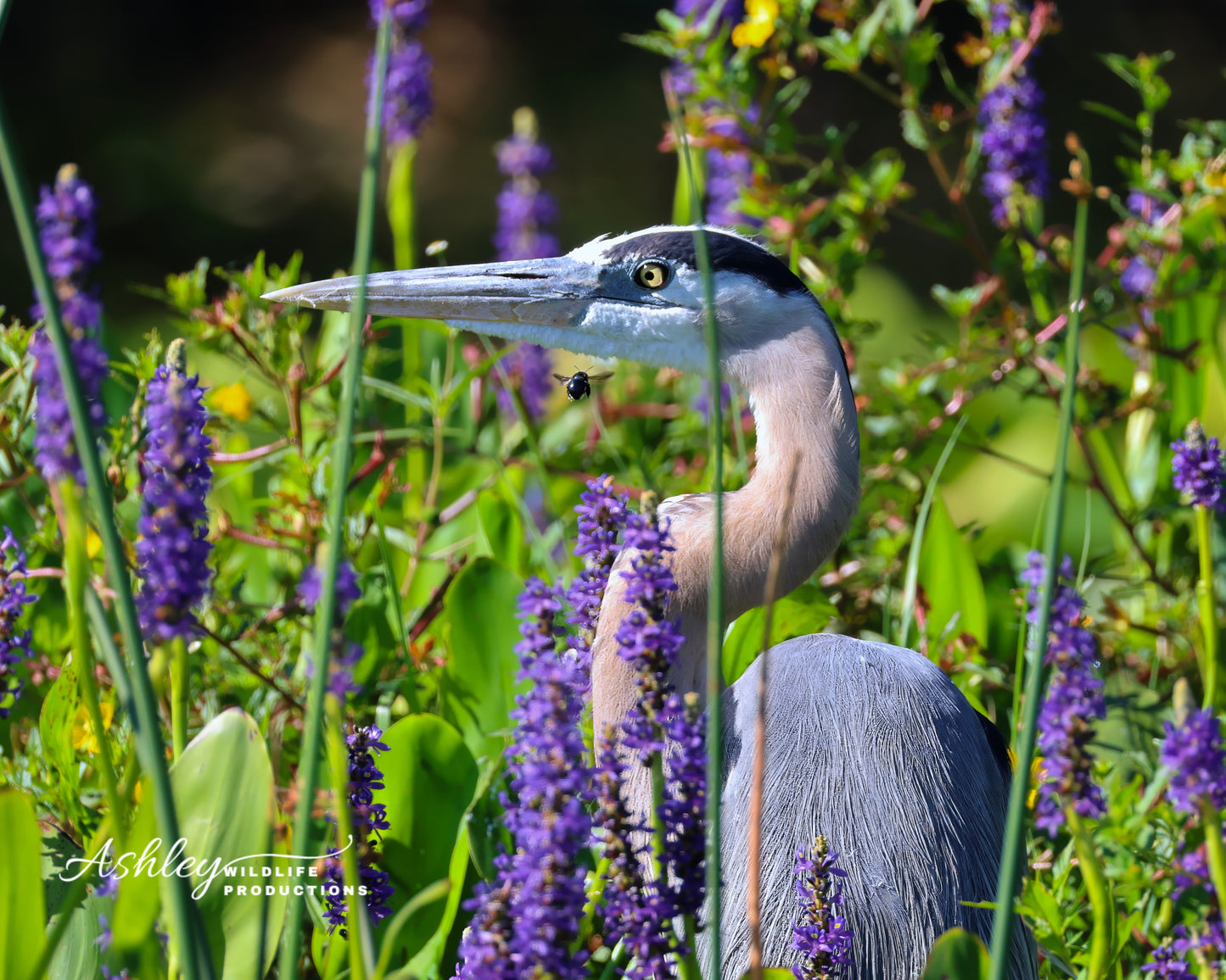 Bee-utiful Blooms with a Heron