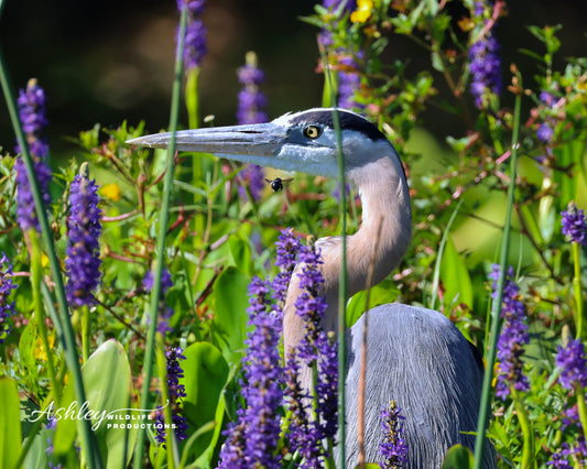 Bee-utiful Blooms with a Heron