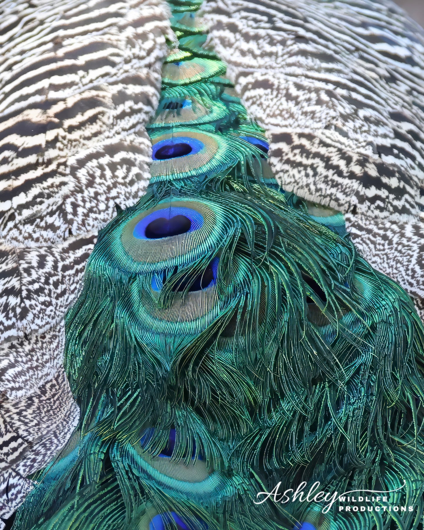 Trail of Feathers