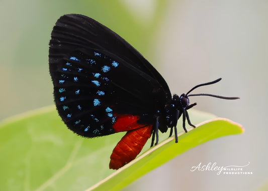 Endangered Beauty
