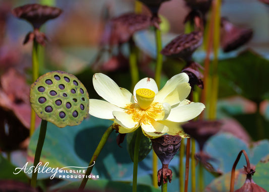 Lovely Lotus