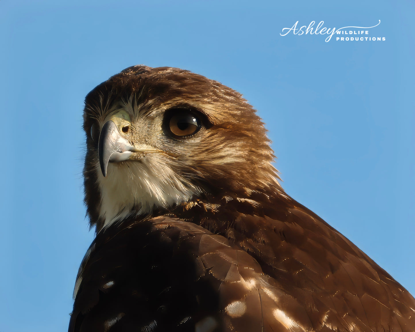 Hawk Eye