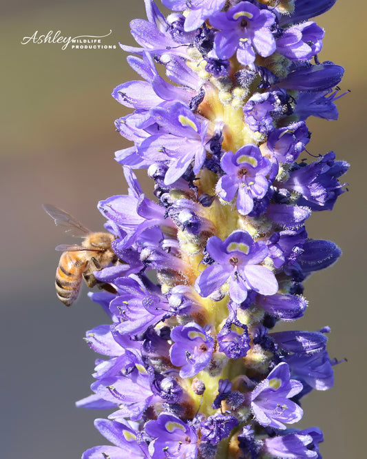 Purple Pickerel Pollinating
