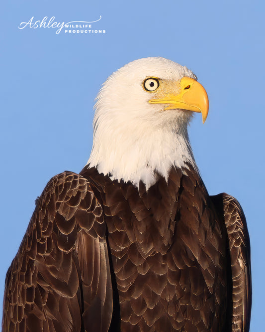 Proud Patriot