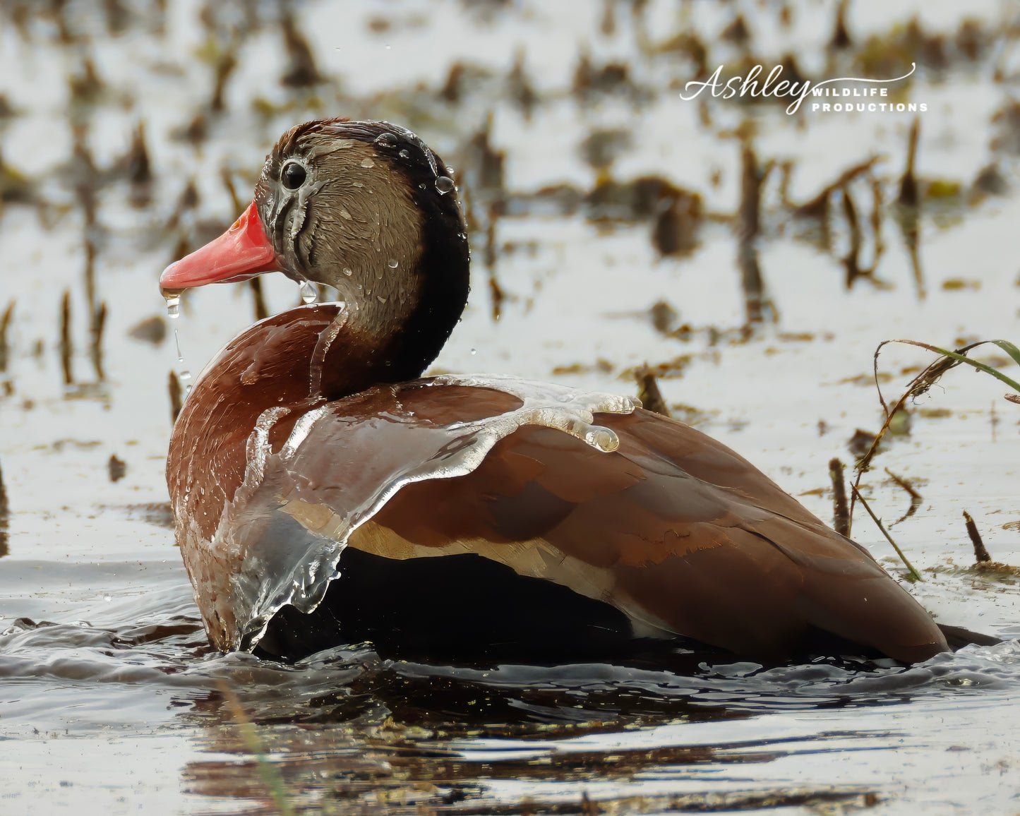 Whistling on the Water