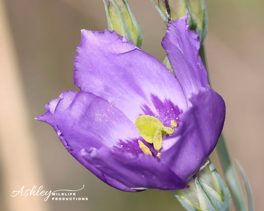 Bluebell Beauty