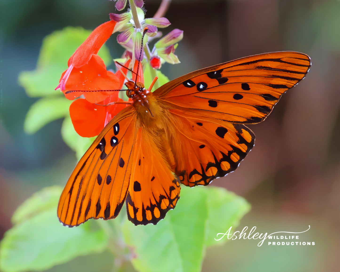 Orange You Glad to See Me?
