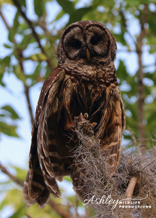 Owl Be There For You